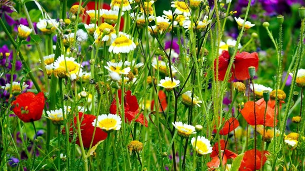 A field of wildflowers